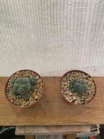 Peyote, Lophophora Williamsii, Kamerplant, Stek, Mescaline, Huis en Inrichting, Kamerplanten, Ophalen of Verzenden, Overige soorten