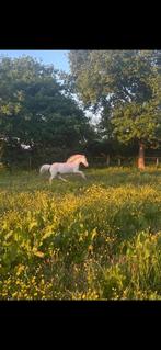 Lieve welsh A merrie, Dieren en Toebehoren, Paarden, Merrie, Recreatiepaard