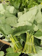 Te koop: Surinaamse groente en groente planten. Biologisch g, Tuin en Terras, Planten | Tuinplanten, Volle zon, Groenteplanten
