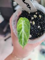 Alocasia ninja green on green, aurea, Ophalen of Verzenden, Overige soorten, Minder dan 100 cm