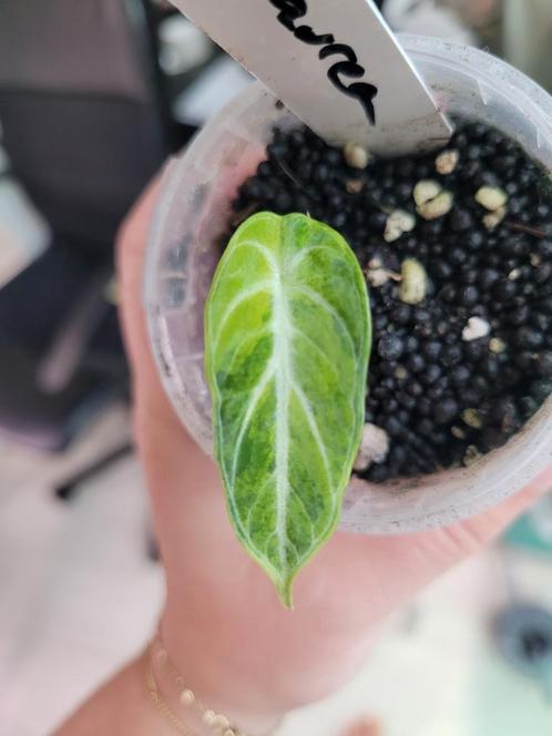 Alocasia ninja green on green, aurea, Huis en Inrichting, Kamerplanten, Overige soorten, Minder dan 100 cm, Ophalen of Verzenden