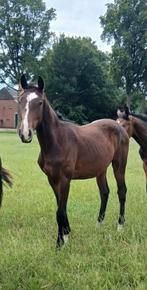 Mooie KWPN jaarling merrie v. Spielberg, Dieren en Toebehoren, Paarden, Merrie, Minder dan 160 cm, Met stamboom, Dressuurpaard