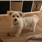 Een gouden mand gezocht voor onze lieve Luffy, Dieren en Toebehoren, Rabiës (hondsdolheid), Reu, 1 tot 2 jaar, Eén hond