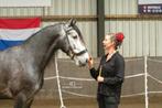 Project PRE, fysiek dan, mentaal geweldig!, Dieren en Toebehoren, Paarden, Gechipt, Ruin, Zadelmak, 3 tot 6 jaar
