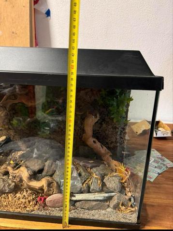 Terrarium . beschikbaar voor biedingen