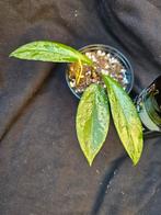 Hoya pubicalyx splash nr 1, Overige soorten, In pot, Minder dan 100 cm, Bloeiende kamerplant