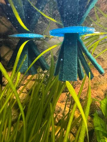 Kweekborstel / afzetborstel japanse rijstvisjes medaka beschikbaar voor biedingen