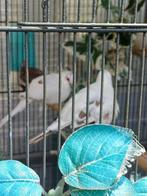 Jonge Bonte Diamantduiven '25, Meerdere dieren, Tropenvogel, Tam