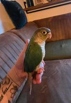 Liefdevol huisje gezocht voor pyrrhura koppel!, Dieren en Toebehoren, Meerdere dieren, Parkiet