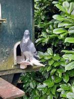 Mooie jonge Hollandse kroppers, Dieren en Toebehoren, Vogels | Duiven