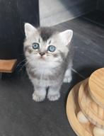 Prachtige Brits korthaar kittens met Stamboom, Kater, Met stamboom, 0 tot 2 jaar