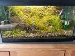 Compleet aquarium te koop, Dieren en Toebehoren, Vissen | Aquaria en Toebehoren, Ophalen