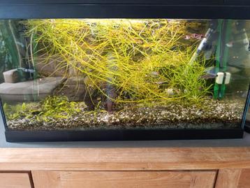 Compleet aquarium te koop beschikbaar voor biedingen
