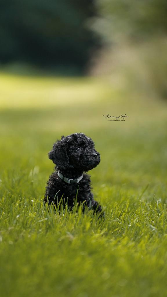 Prachtige Labradoodles ,van super combinatie., Dieren en Toebehoren, Honden | Retrievers, Spaniëls en Waterhonden, Meerdere dieren