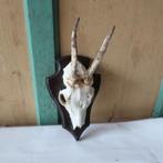 Gewei klein met houten plaat 13,5 x 21 cm goede staat, Ophalen of Verzenden, Gebruikt, Overige soorten, Gewei of Kop