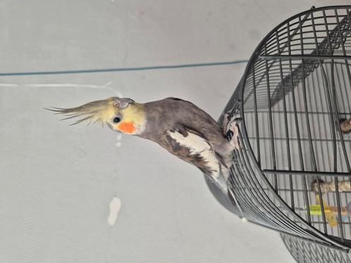 Valkparkiet met kooie, Dieren en Toebehoren, Vogels | Overige Vogels, Tropenvogel, Mannelijk