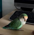 Agapornis, Dieren en Toebehoren, Vogels | Parkieten en Papegaaien, Mannelijk, Dwergpapegaai of Agapornis, Geringd