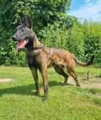 Mooie reu 12mnd niet voor sport, 15 weken tot 1 jaar, Reu, Parvo, Eén hond