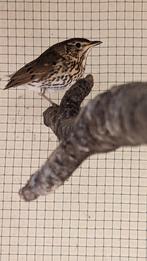 Zanglijster en Merel, Dieren en Toebehoren, Vogels | Kanaries