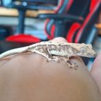 Supermooie lilly white wimpergekko/crested gecko, Dieren en Toebehoren, Hagedis, 0 tot 2 jaar