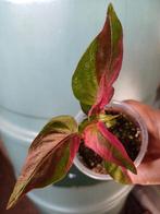 Alternanthera 'Party Time' - Knalroze Plant zeldzaam, Ophalen, Overige soorten, Halfschaduw, In pot