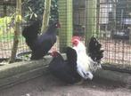 Trio Serama’s, Meerdere dieren, Kip