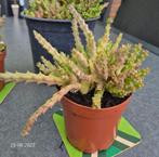 Orbea Stapelia aasbloem, Huis en Inrichting, Kamerplanten, Ophalen of Verzenden, Overige soorten, Minder dan 100 cm