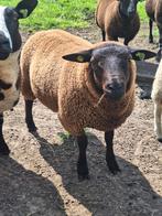 Bruin/zwarte Dekram 2025, Dieren en Toebehoren, Schapen, Geiten en Varkens, Mannelijk, Schaap, 0 tot 2 jaar