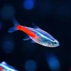 neon tetra €1,50, Dieren en Toebehoren, Vis, Zoetwatervis
