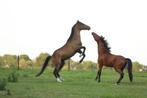 Lieve 3 jarige C pony ruin, Dieren en Toebehoren, Ruin, 3 tot 6 jaar, C pony (1.27m tot 1.37m), Onbeleerd