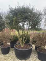 Osmanthus schijnhulst meerstammig leverbaar toto 300 cm hoog, 250 tot 400 cm, Zomer, Volle zon, In pot
