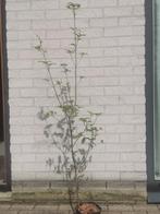 Mooie Cornus Kousa in pot., Overige soorten, Ophalen, 100 tot 250 cm
