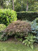 Japanse Esdoorn te koop., Ophalen, Halfschaduw, Overige soorten, 100 tot 250 cm