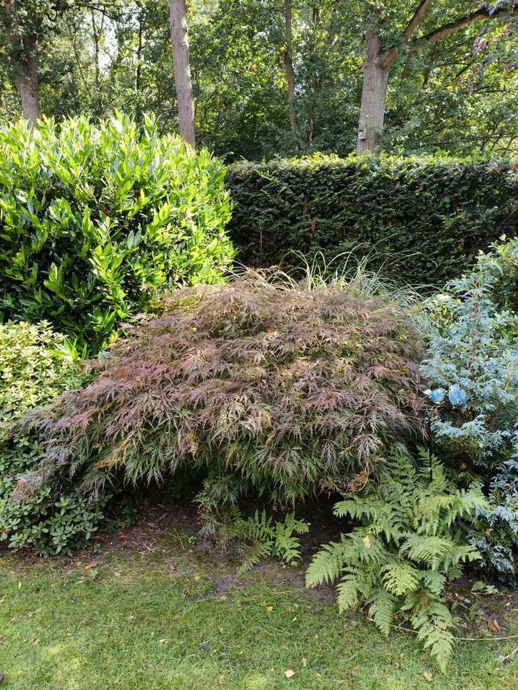 Japanse Esdoorn te koop., Tuin en Terras, Planten | Bomen, Overige soorten, 100 tot 250 cm, Halfschaduw, Ophalen