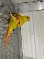 Pastel bergparkiet, Dieren en Toebehoren, Vogels | Parkieten en Papegaaien, Mannelijk, Parkiet, Geringd