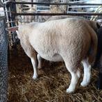 Dekrammen kruising Texelaar-Swifter-Noordhollander-Rouge, Dieren en Toebehoren, Schapen, Geiten en Varkens, Mannelijk, Schaap