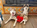 VERWACHT! F3b puppies. (+/- 75%husky 25%pomarian), 8 tot 15 weken, Meerdere, Meerdere dieren, Middel