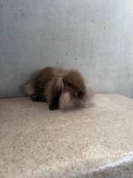 Super lieve minilop konijntjes, Meerdere dieren, Dwerg