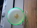 Grote Silent Spinner / hamsterrad, Dieren en Toebehoren, Ophalen of Verzenden, Zo goed als nieuw