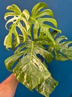 Monstera Deliciosa Variegata p17 (3), Ophalen of Verzenden, Halfschaduw, Minder dan 100 cm