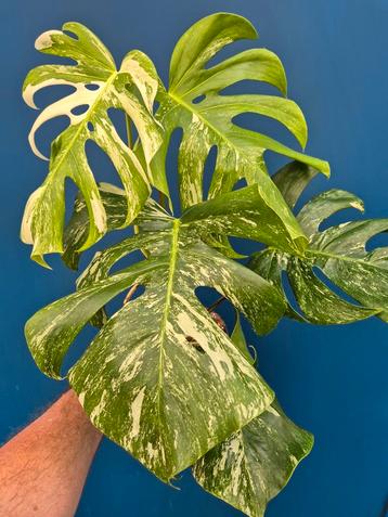 Monstera Deliciosa Variegata p17 (3) beschikbaar voor biedingen