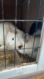 Jonge baby konijntjes - kleurdwerg/leeuwenkop, Meerdere dieren