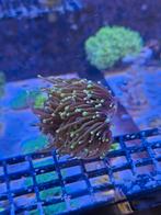 Dragonsoul Toorts koraal, Dieren en Toebehoren, Vissen | Aquariumvissen, Overige typen