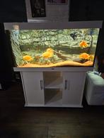 mooi aquarium, Dieren en Toebehoren, Vissen | Aquaria en Toebehoren, Ophalen of Verzenden, Zo goed als nieuw, Leeg aquarium
