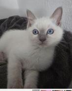 Ragdoll ras, Dieren en Toebehoren, Katten en Kittens | Raskatten | Langhaar, Meerdere dieren