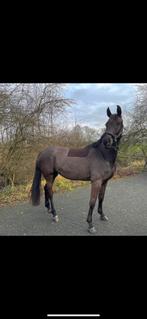 Spring/dressuur merrie, Dieren en Toebehoren, Paarden, Merrie