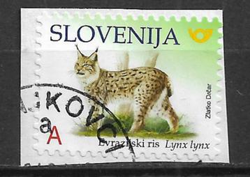 Slovenie Joegoslavie 2018 Lynx katacthige roofdier beschikbaar voor biedingen