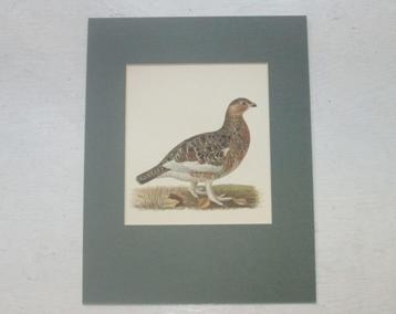 Grote chromolitho - Moerassneeuwhoen in zomerkleed - ca.1925 beschikbaar voor biedingen