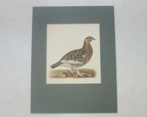 Grote chromolitho - Moerassneeuwhoen in zomerkleed - ca.1925, Antiek en Kunst, Kunst | Etsen en Gravures, Ophalen of Verzenden
