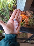 Vetstaartgekko, Dieren en Toebehoren, Slang, 0 tot 2 jaar